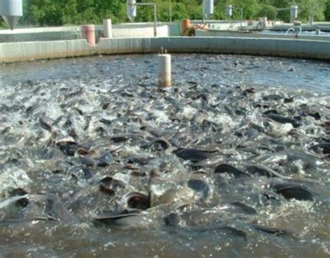 Panyam fish farm, plateau, Nigeria - Top Attractions, Things to Do ...