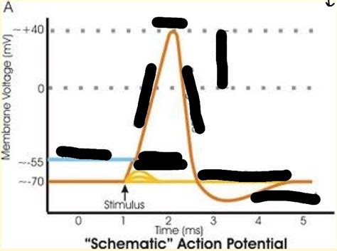 Action Potential Graph 的图像结果