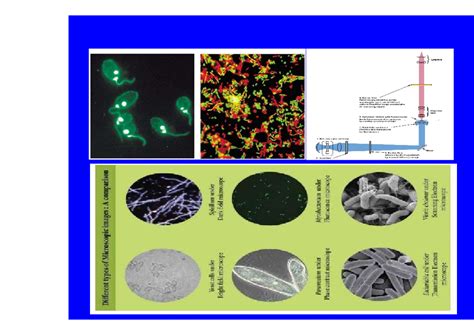 Sample preperation and staining techniques - Preparation and Staining ...