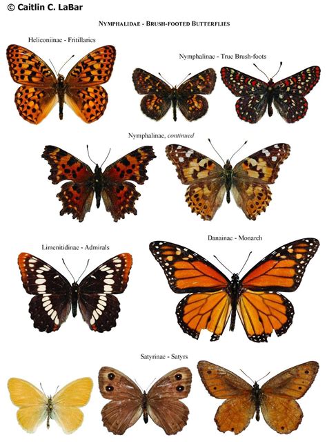 25 Different Types Of Butterflies