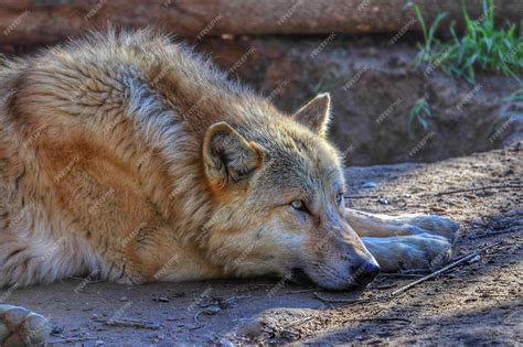 Wolf Lying Down