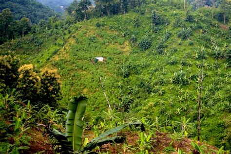 Clear Felling System: All You Need To Know - Forestry Coaching-IFoS ACF ...