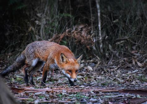 How to Stop Foxes Digging Under Chicken Coops: Australia Guide