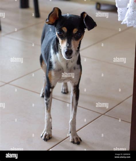 Are Brazilian Terriers Intelligent Dogs