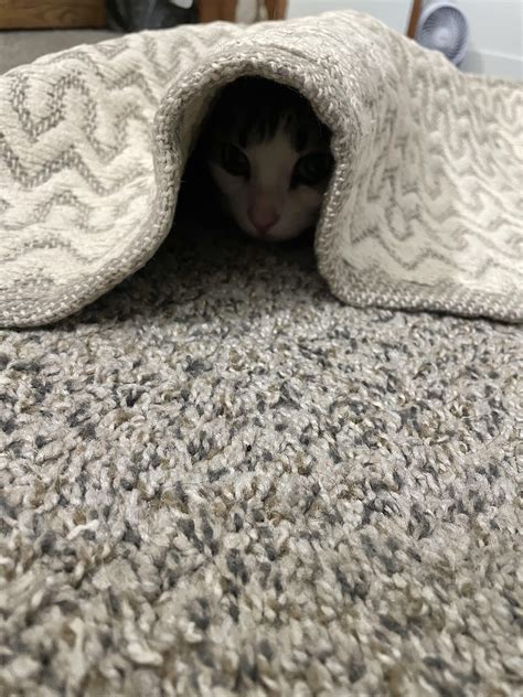 Does anyone else’s cat like taking daily naps under a rug? : r/cats