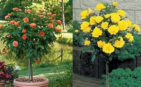 Image result for Everblooming Patio Tree Rose