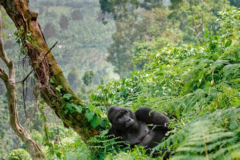 Mountain Gorilla Habitat