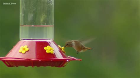 Trivia, fun facts about hummingbirds | 9news.com