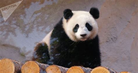 来自中国的礼物：大熊猫与人类相遇的一百年
