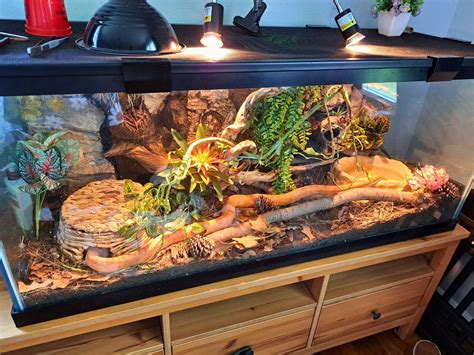 Glass Corn Snake Terrarium | Corn snake, Snake enclosure, Snake cages