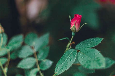 Miniature Roses: Plant Care & Growing Guide