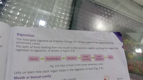 Image result for How Does Food Get Digested