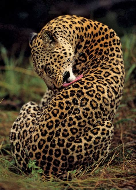 Leopard | Description, Habitat, & Facts | Britannica