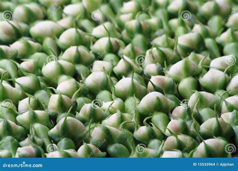 Clove bean fruits stock photo. Image of exotic, shaped - 15533964