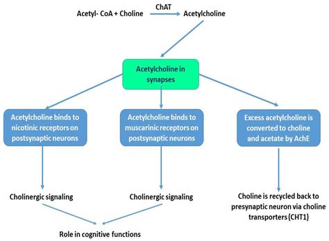 The Cholinergic System, the Adrenergic System and the Neuropathology of ...