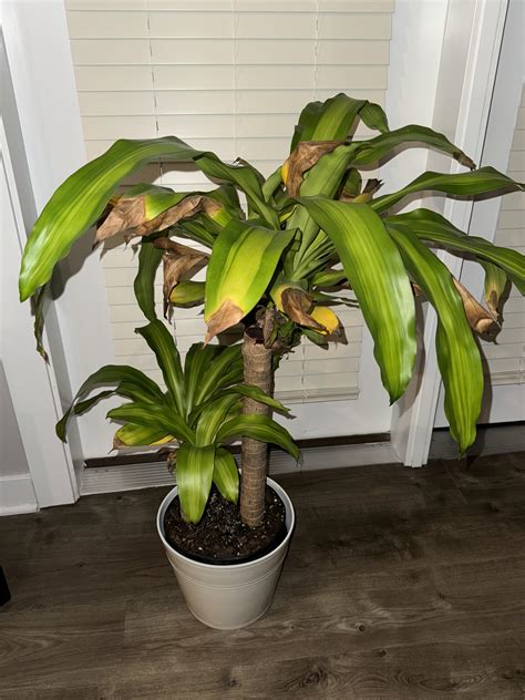 Massangeana Cane Plant Brown Tips at Todd Reno blog
