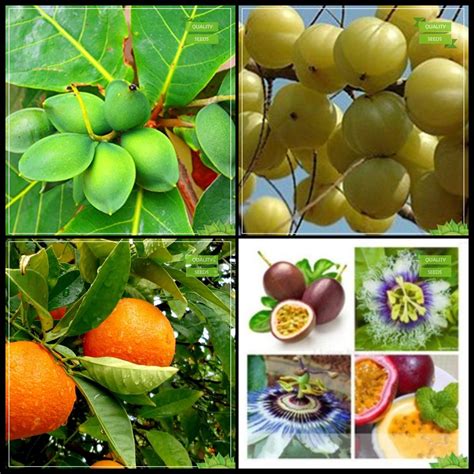 Creative Farmer Best Seeds Combo Tree Seeds : Malabar-Almond, Indian ...