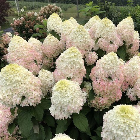 Proven Winners Quick Fire Fab Panicle Hydrangea (Paniculata) Flowering ...