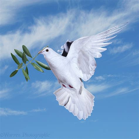 Peace Dove Wallpaper
