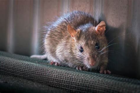 Prevent mice and rats entering your home this autumn with these natural ...