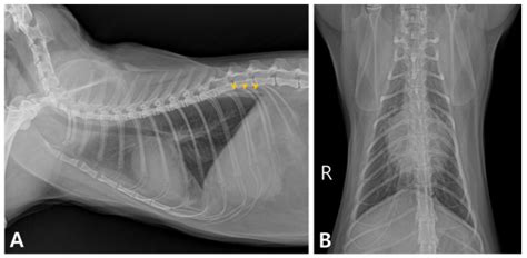 A Case Report of Successful Treatment of Minoxidil Toxicosis Using Hemodialysis in a Cat