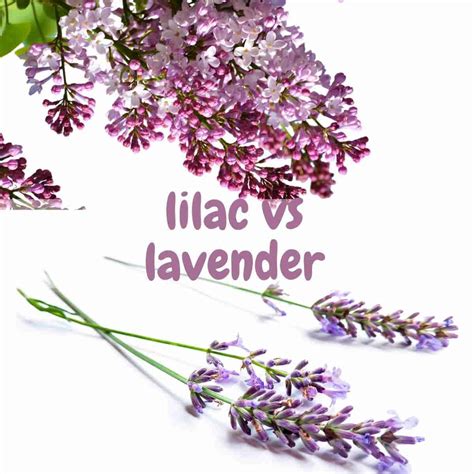 Color Lilac Vs Lavender