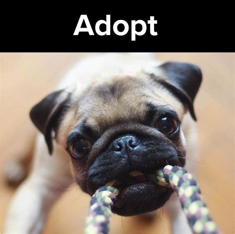 Fresno Humane Animal Services-Fresno Humane Animal Services