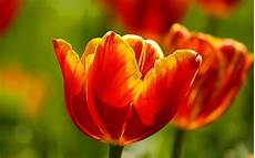 Tulip Image Desktop by Beautiful Tulips Wallpapers Hd Wallpapers Id 9821 Tulip Image Desktop