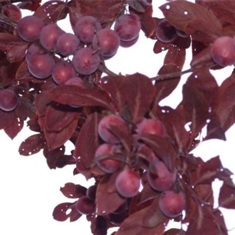 红叶李的规格、价格、图片、特征性状、种植技术等介绍--苗艺