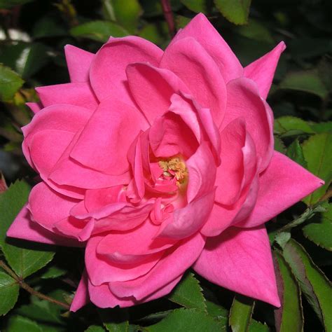 Bodendeckerrose - Rose 'Pink Double Knock Out' - rosa
