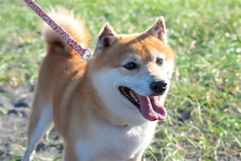The Adorable World of the Mame Shiba Inu: Everything You Need to Know