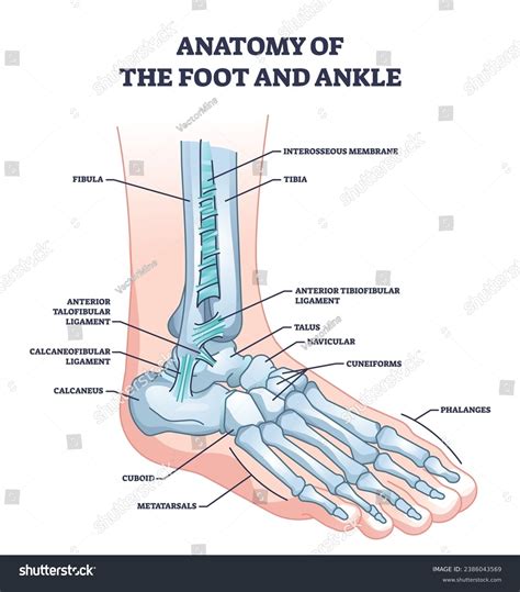 Labeled Foot And Ankle Bones
