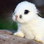 Image result for 2 Bunnies