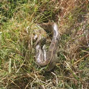 Image result for Rock Python