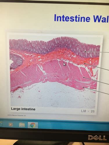 Diagestive system besic Flashcards | Quizlet