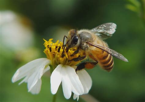 【蜜蜂知识】蜜蜂有几条腿和翅膀？-趣蜜蜂