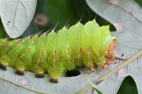 Polyphemus Moth Caterpillar