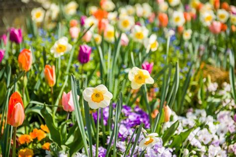 Spring Flower 的图像结果