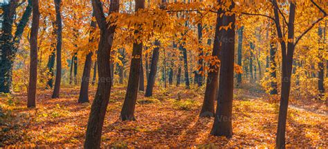 Beautiful panoramic autumn forest nature. Vivid landscape in colorful ...