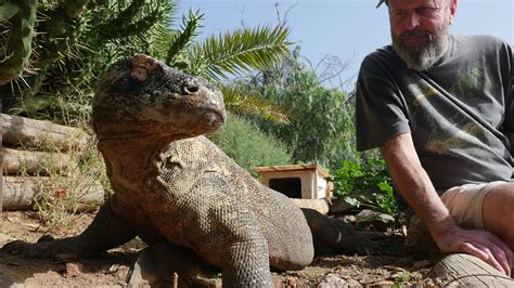 Komodo Dragon Pet