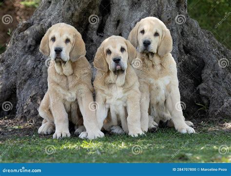 Three Spanish Mastiffs Attentive an Sitting on the Grass Stock Photo ...
