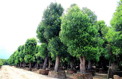 樟树多少钱一棵?2020年樟树价格最新行情预测-行情分析-中国花木网
