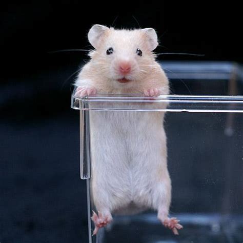 教大家如何给鼠鼠正确洗澡