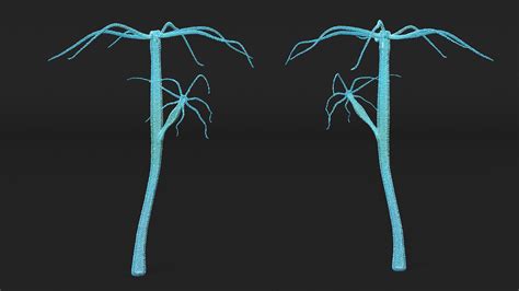 3D Hydra Genus Polyp Model - TurboSquid 2163737