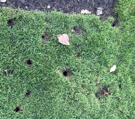 Holes In Yard Nc at Myron Moses blog