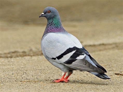 Rock Pigeon - Pennsylvania Bird Atlas