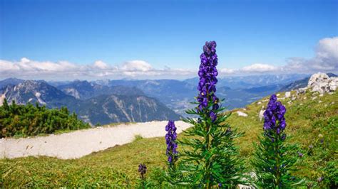 Spotting wildflowers in the Himalayas; our top five | TimesTravel