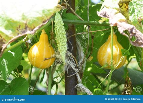 Summer Squash Cucurbita Pepo Cultivation. Stock Image - Image of color ...