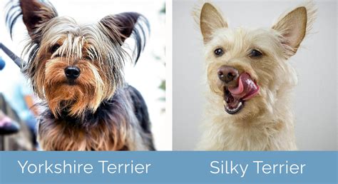 Yorkshire Terrier vs Silky Terrier: What’s the Difference? | Hepper Pet ...