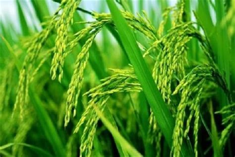 什么是水稻的倒二叶 如何进行分辨_植物博士